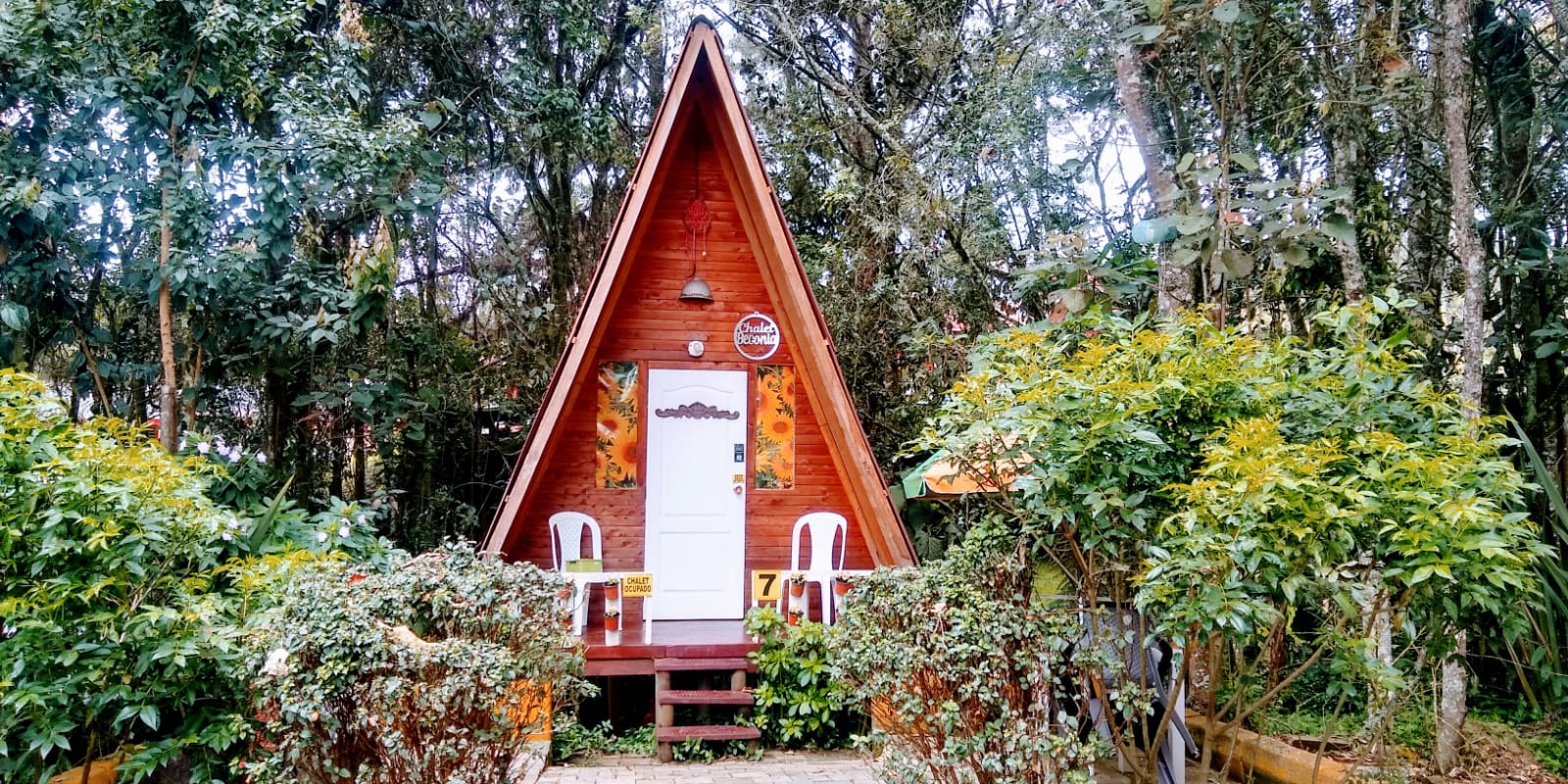 Chalet Begonia Junior